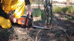 How Our Tree Care Process Works  in  Kingston, TN