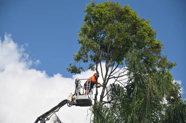 Kingston, TN Tree Services Company